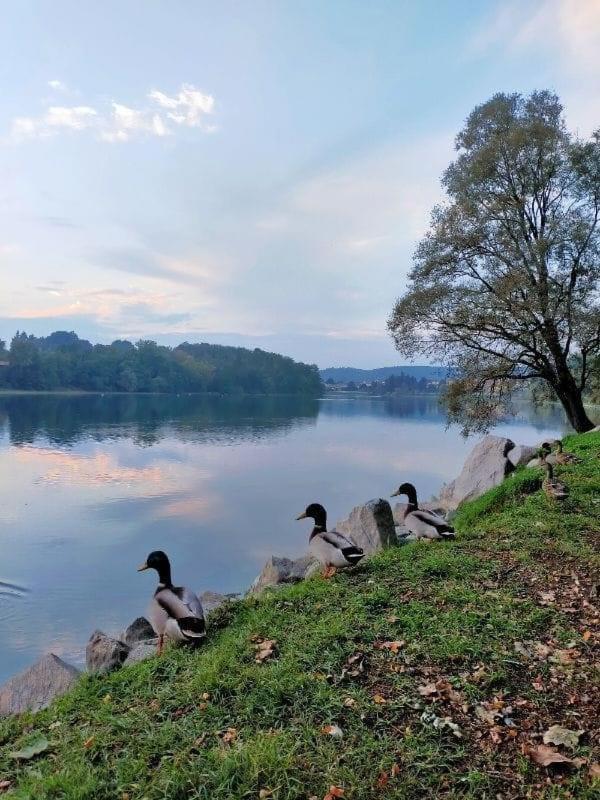 Your Place By The Lake - Near Leonardo Academy, Mxp Sesto Calende Buitenkant foto